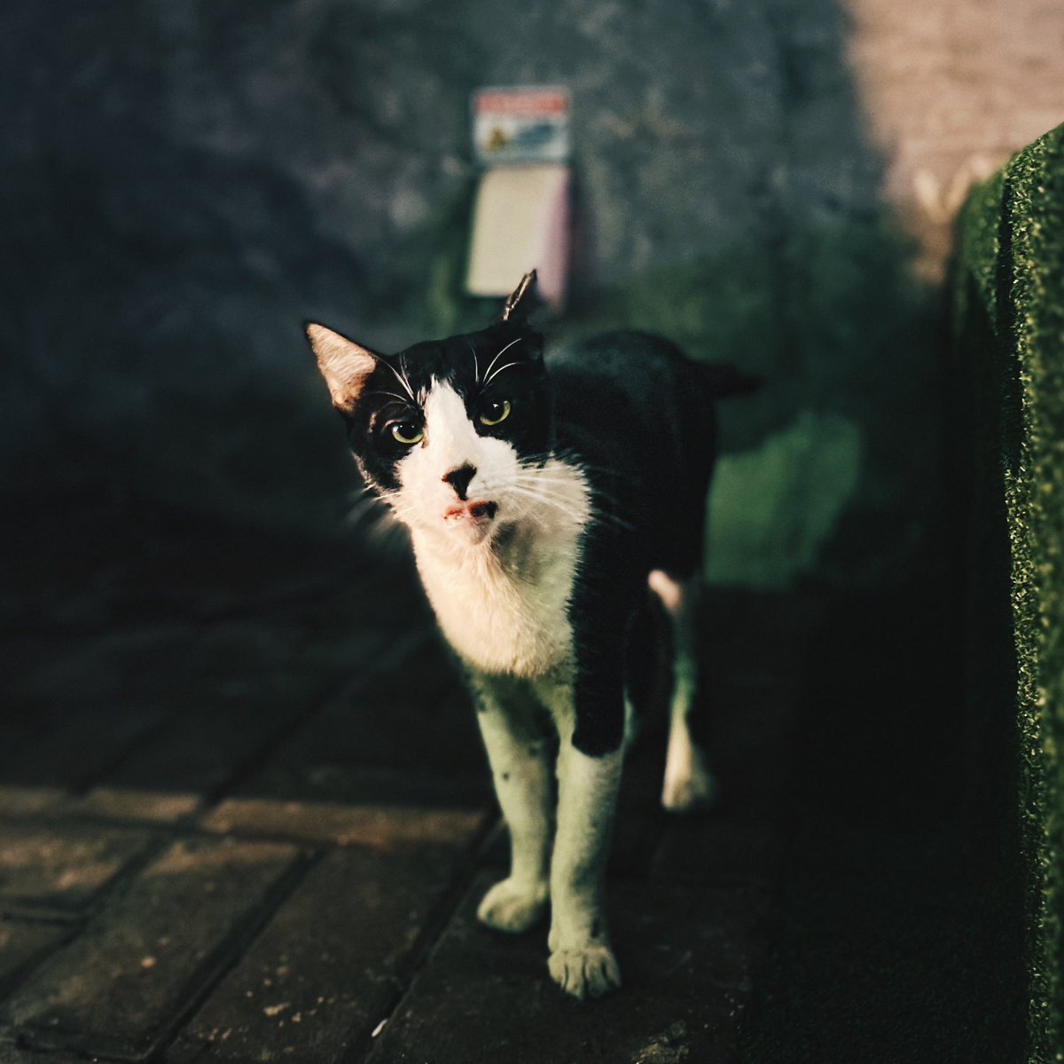 mishalud's tweet photo. Boujee #CatsOfBGC 🐈🐈‍⬛

https://t.co/sjERClzlS0 https://t.co/TiP2Zr6y7r