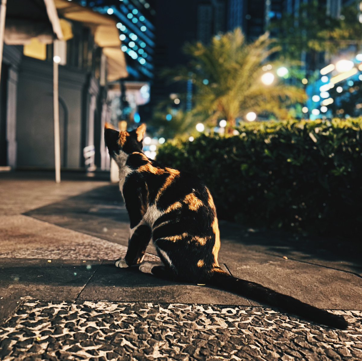 mishalud's tweet photo. Boujee #CatsOfBGC 🐈🐈‍⬛

https://t.co/sjERClzlS0 https://t.co/TiP2Zr6y7r