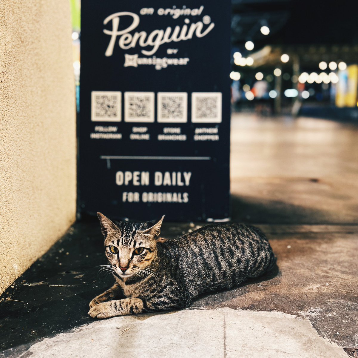 mishalud's tweet photo. Boujee #CatsOfBGC 🐈🐈‍⬛

https://t.co/sjERClzlS0 https://t.co/TiP2Zr6y7r