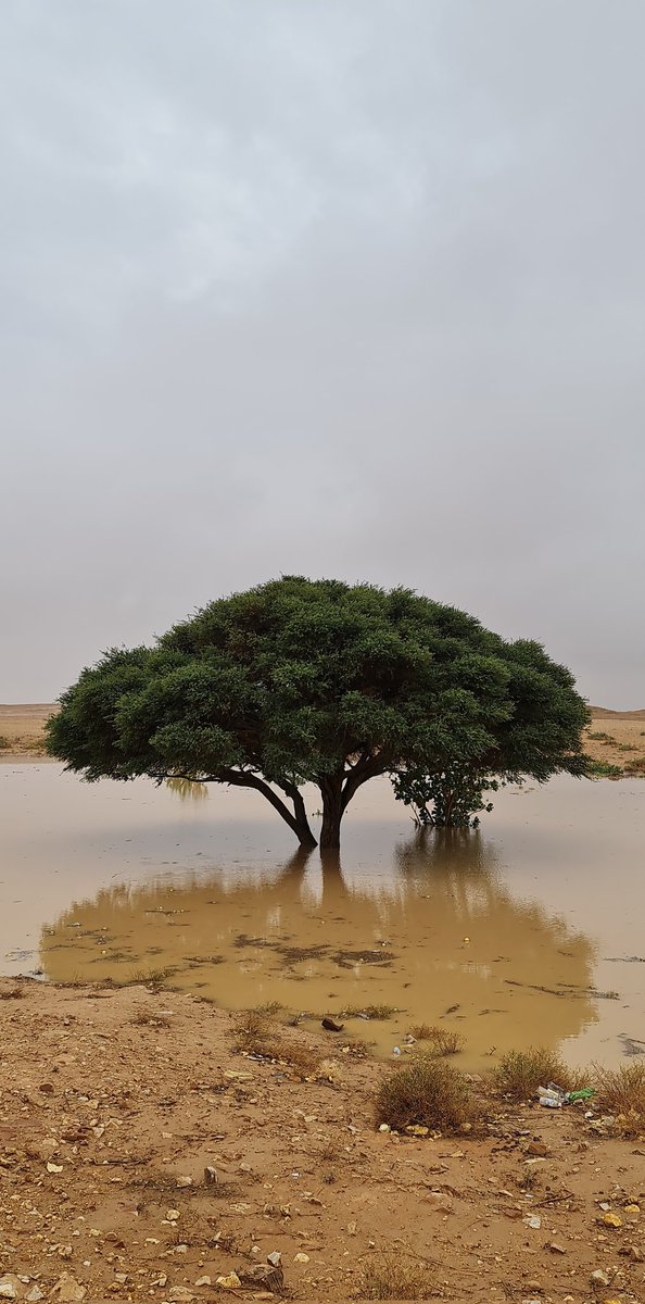 harb3000's tweet photo. #أمطار_الرياض 
#العاذريه
#صوره https://t.co/eDrhh3CX8s
