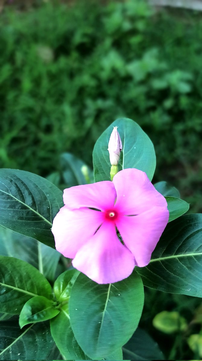 mayurapatodkar's tweet photo. My click
#mayuraj https://t.co/lPWGHcKtwQ
