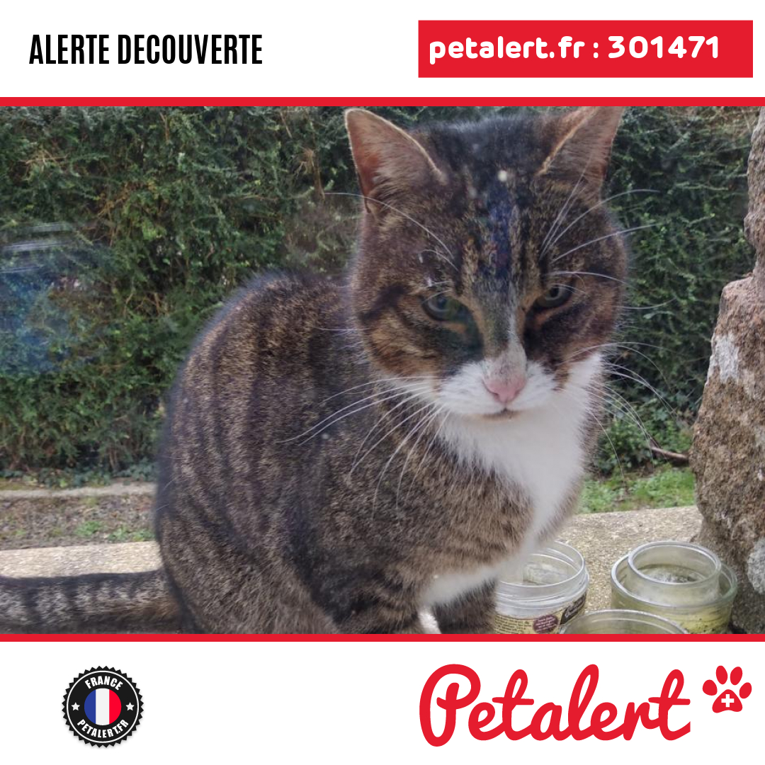 petalert_france's tweet photo. Trouvé #Chat #Manche #Champrepus #Petalert #PetAlert50 / https://t.co/oHnJ15FYwz https://t.co/QkX2MIStor