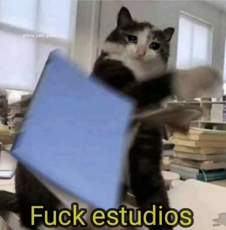 Fei_X6's tweet photo. ¿Y a vosotros qué meme de gatetes os representa hoy?

Empiezo yo: https://t.co/SeXKerLBXA