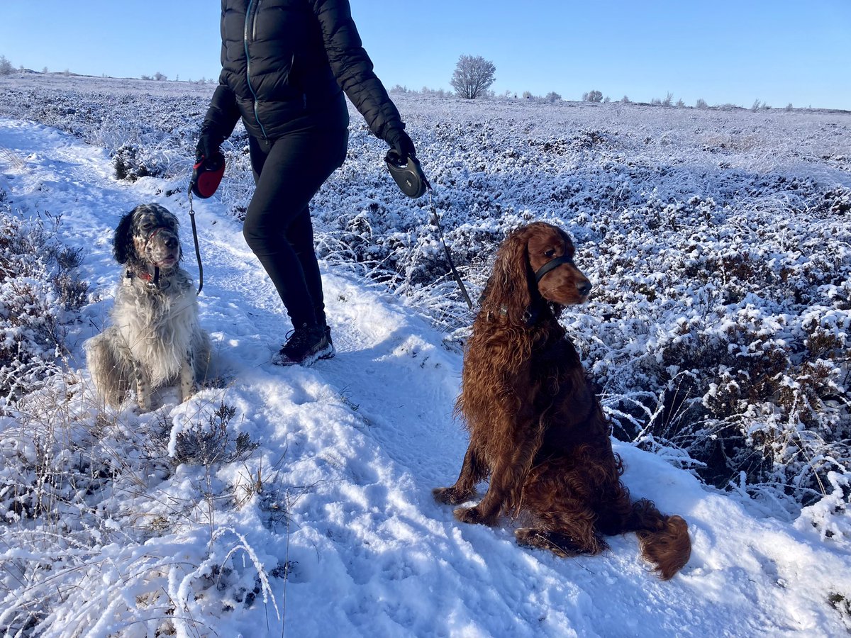 Tim_C_Ingram's tweet photo. Wintery wander at Norland #snowsunday https://t.co/8WsE0gm7pu