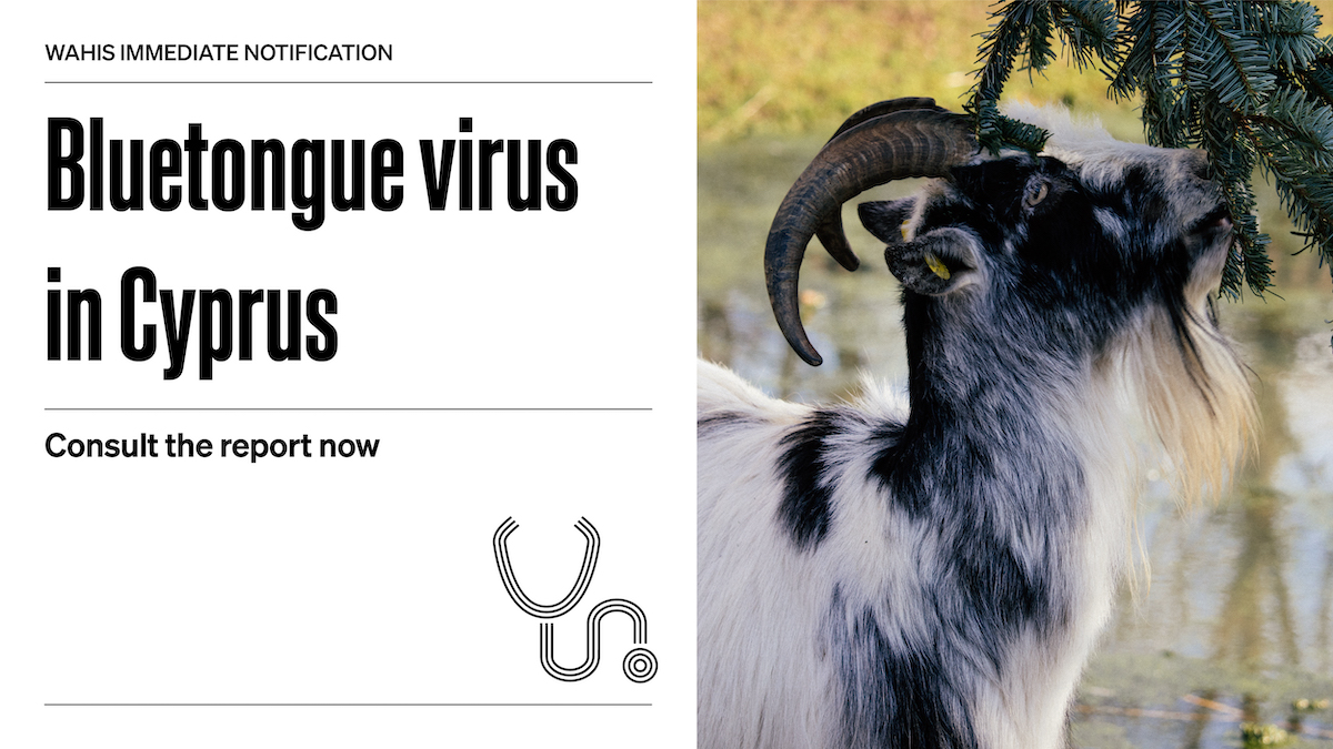 WOAH's tweet photo. #Cyprus🇨🇾 has reported its first outbreak of 🦠 bluetongue virus 🦠 since 2018. This non-contagious, viral disease affects domestic &amp; wild ruminants &amp; is transmitted by insects. 12 animals from a mixed herd of sheep &amp; goats tested positive.

Full report 👉 https://t.co/aS84pa3FZ6 https://t.co/8AEbFdKiOL