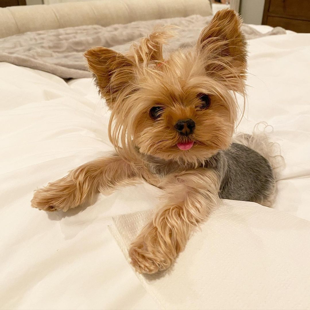 LisaLiu00121's tweet photo. Begging for food. Like always.
#yorkshire #yorkiesofig #yorkielove https://t.co/Al0gsAVRZb