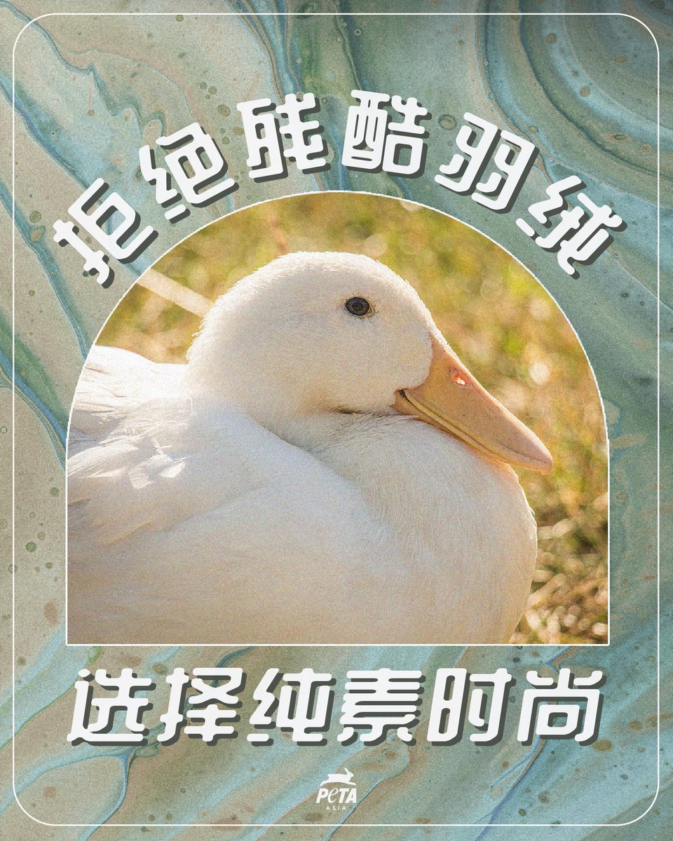 PETAAsiaZH's tweet photo. 谁会穿从鸟类身上偷来的羽绒呢?
羽绒代替品有哪些?👉 https://t.co/zJ9KHJgGtJ
#羽绒 #羽绒服 #羽绒枕 #羽绒被 #鹅毛 #白鸭绒 #鹅 #鸭子 #保暖 #拒绝羽绒 #为动物发声 #feather #down #downfeather #boycott #ditchdown #downwithdown #justiceforanimals #wearvegan https://t.co/xS7lsr8ll2