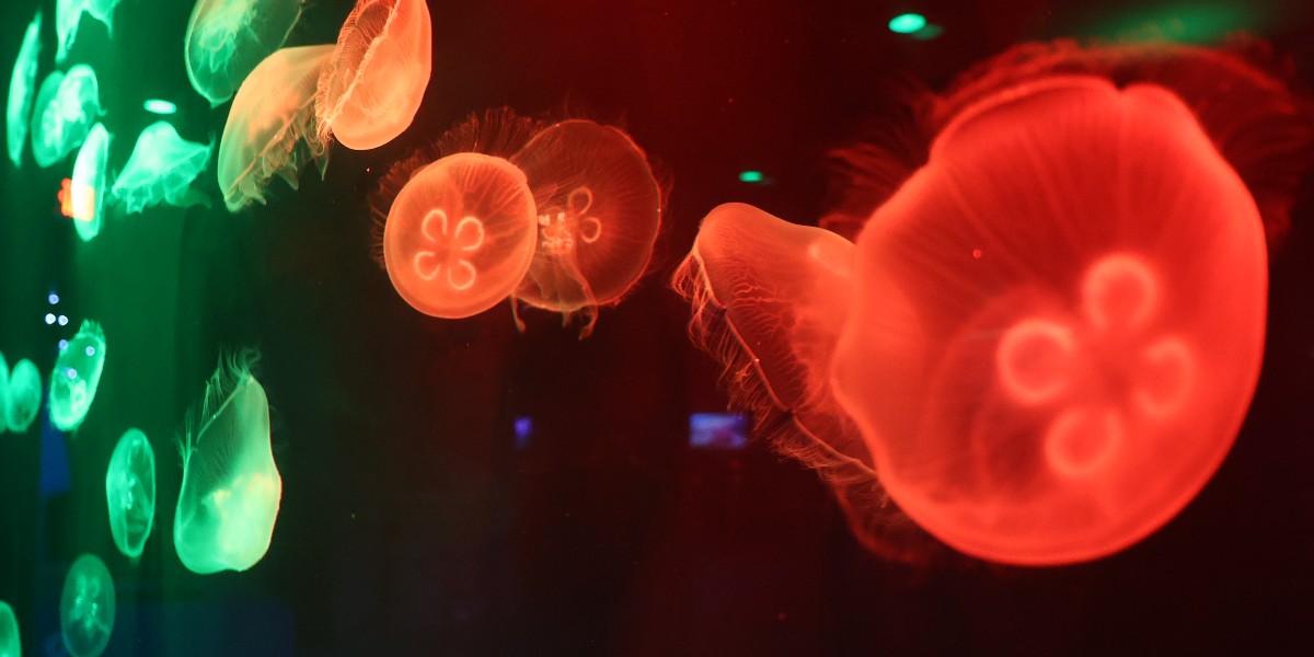NewportAquarium's tweet photo. Scuba Santa's belly isn't the only thing shaking like a bowl full of jelly! The Moon Jellies are enjoying some festive new lights this year! Meet Scuba Santa now through Christmas Eve and watch these beauties float and flutter! https://t.co/TcfBJs0leQ https://t.co/aI9DUN2O1K