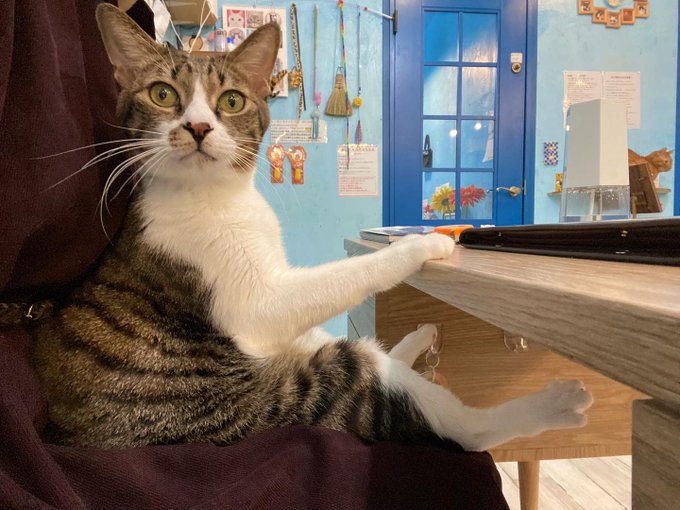 保護猫カフェdear Cat ディアキャット 奈良にある猫カフェ 子猫のへや