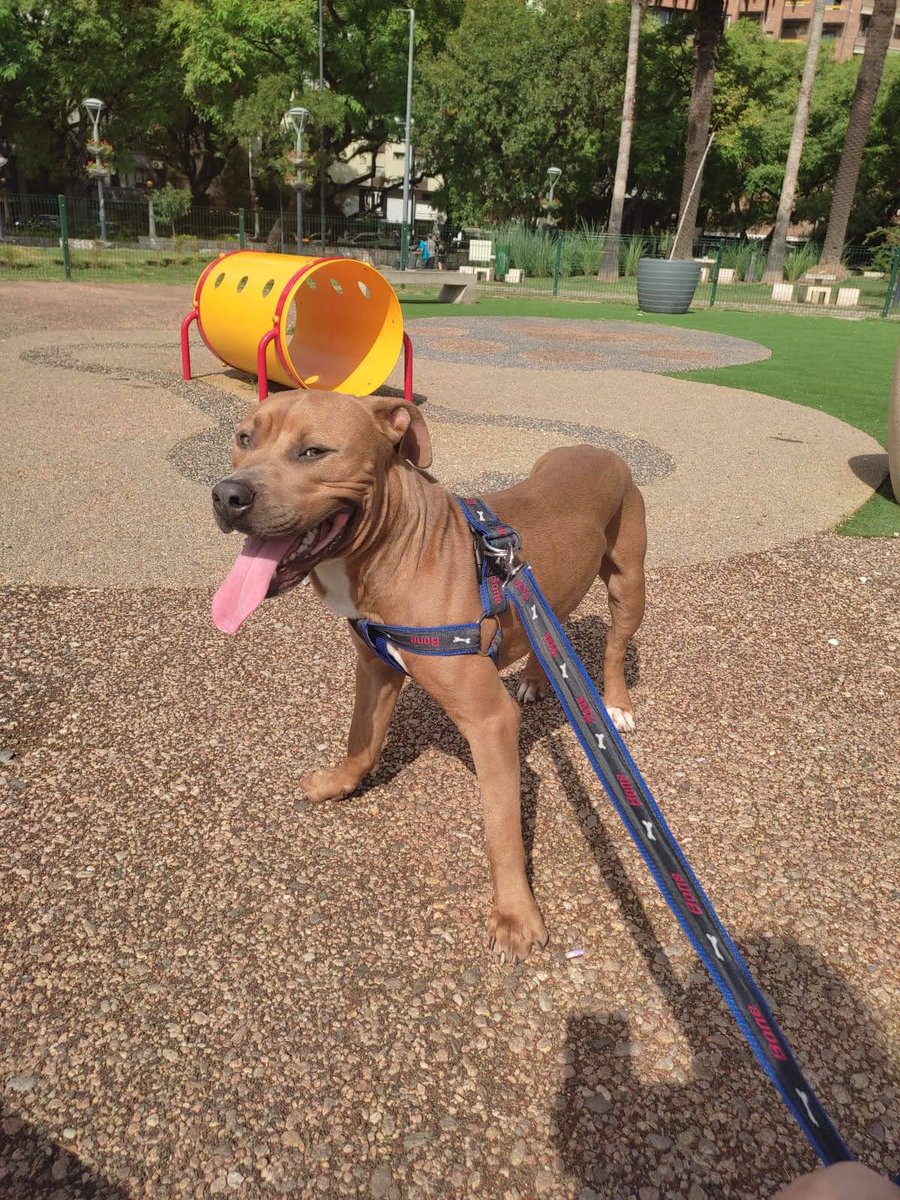 Necesitamos hogares provisorios para Leo y Rocko

Sus hogares provisorios recibirán una remuneración por cuidar a uno de ellos x diciembre y enero.

Si queres recibir a uno de ellos, escribinos al MD o al 3584497367 🫶🏼

Difundir 🙏🏼 <a href="/VivireNuevaCba/">VivirenNuevaCórdoba®</a> @en_guemes <a href="/yo_nva/">YoVendoNvaCba</a> <a href="/VivirenP/">VivirenGralPaz</a>
