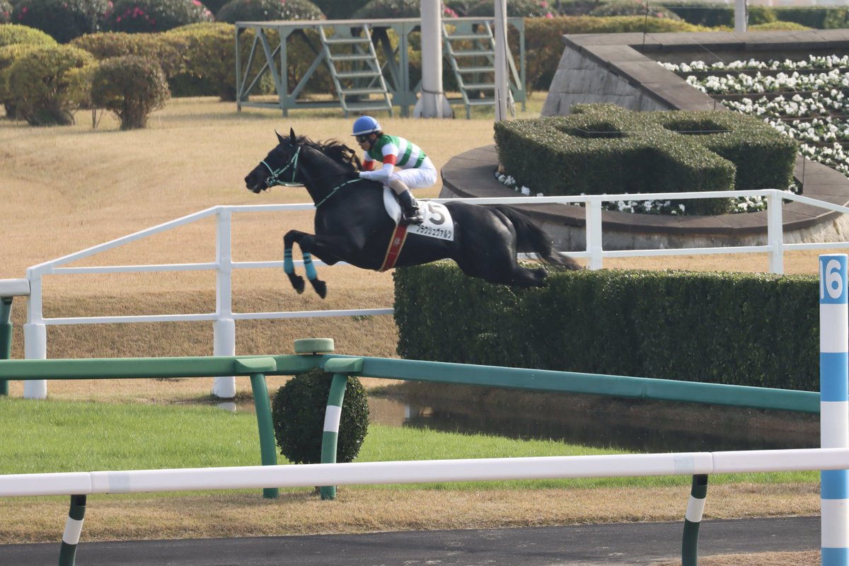 ブラウシュヴァルツ初障害だったのに脚が揃っててきれいに飛べてる✨ 