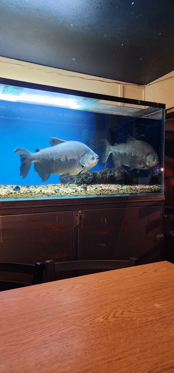 lkhank's tweet photo. If you haven't been to the Playmor Tavern in Covington you're missing out.  Excellent food and 2 massive piranhas https://t.co/5OxQ9ATtaU
