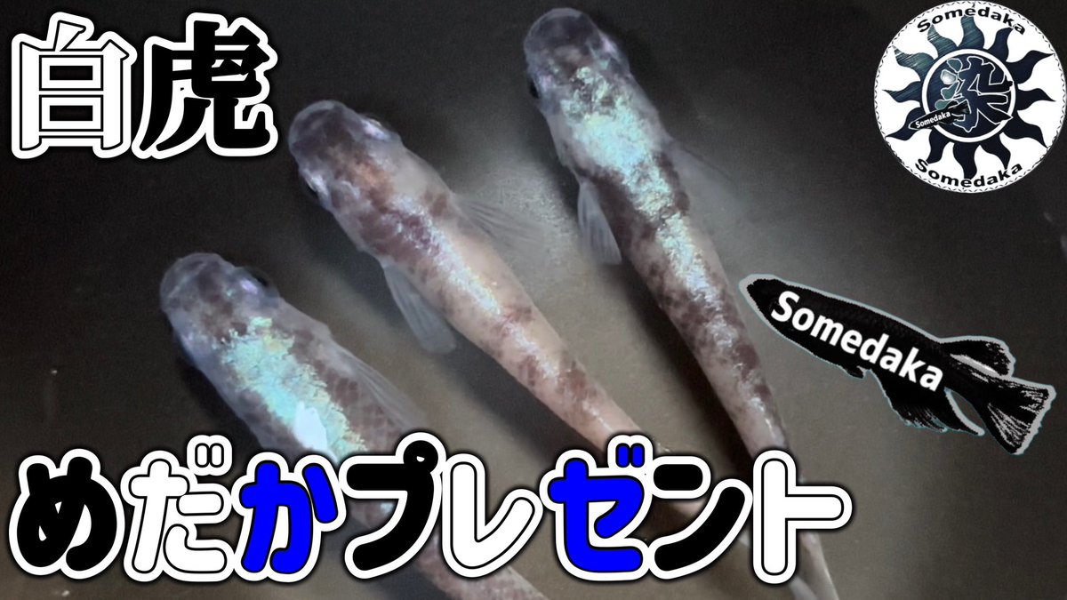 当選者発表🎊✨

youtu.be/Zjx7bRxFg-A

次回のプレゼントめだかは…