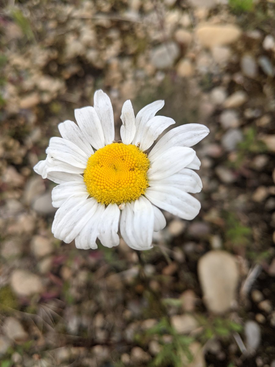 Reminder of spring 🥶🥶😅