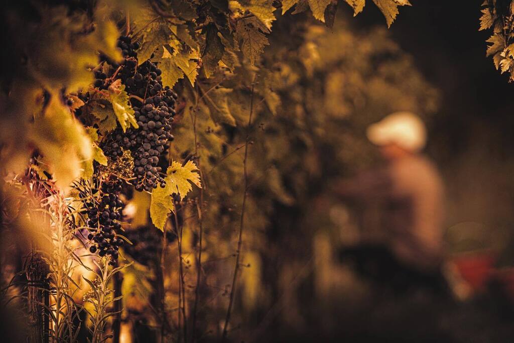 cantina_andreag's tweet photo. [dove tutto inizia]

•
•
•
#andreagiorgetti #aziendaandreagiorgetti #visita #degustazioni #vino #wine #adele #flosis #aganìta #collimaceratesi #cantina #winery #vinobianco #vinorosso #rivieradelconero #montepulciano #winetasting #winetaste #winelover… https://t.co/0wLsaxXt62 https://t.co/fPVwvLpmVv