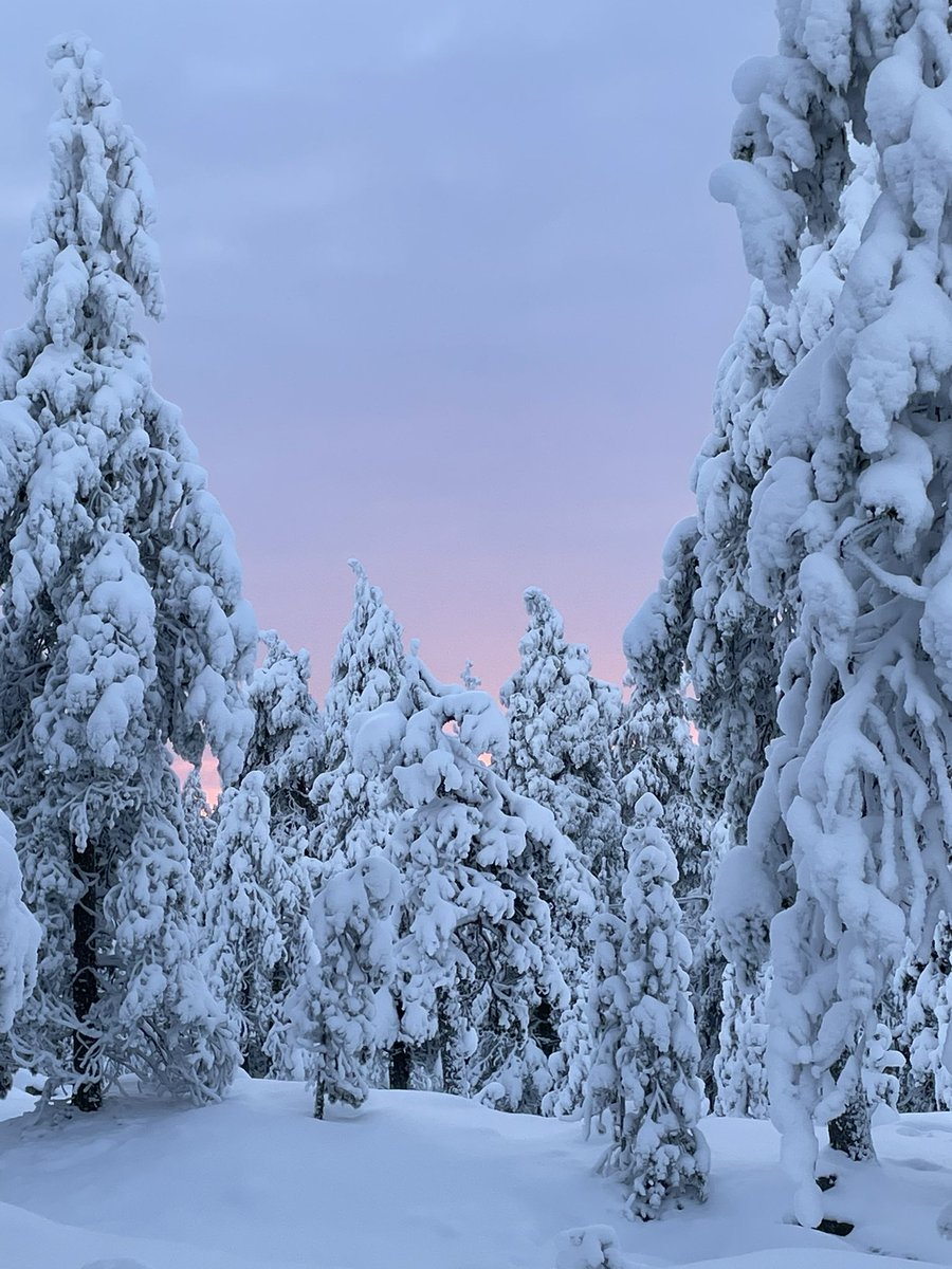Lapland. Winter Wonderland. #visitlapland #visitrovaniemi #ounasvaara #winterwalkingtrail