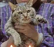 @sobun_nekomanga へー
わたしもミー子によく叱られたなあ 