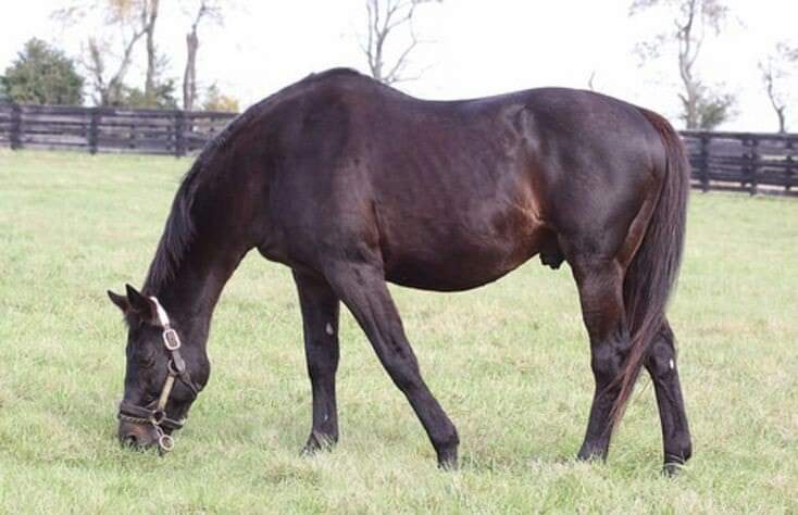 HORSERACING1002's tweet photo. DYNAFORMER (ROBERTO) #Dynaformer a G2 Stakes winner 🏆 in USA 🇺🇸. Sired 131 sw. Stood at Wafare Farm and @ThreeChimneys1 farm. https://t.co/lThM0dA36f