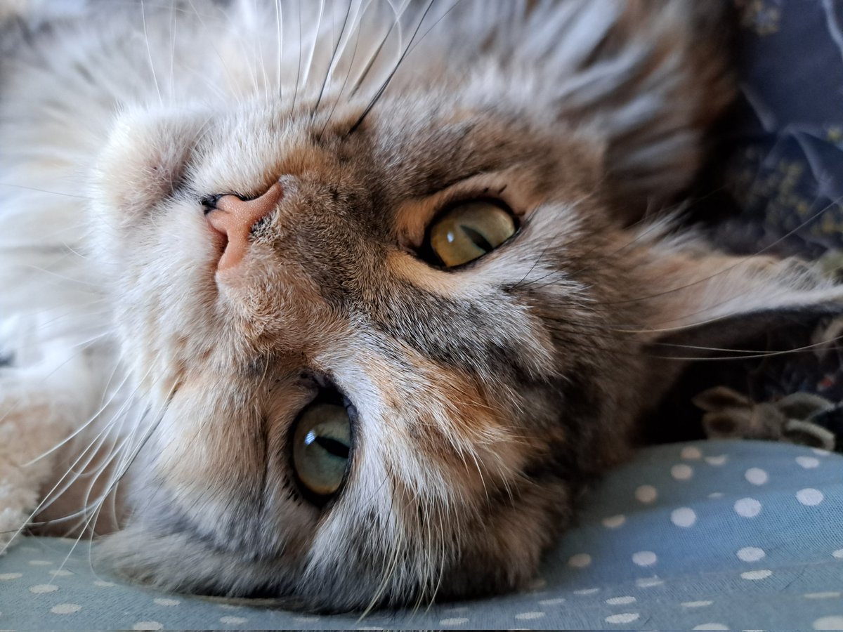 CoonWillow's tweet photo. Sunday morning cuddles 🐾 💜 #sundayvibes #CatsOnTwitter https://t.co/8AoGZsv9Hm