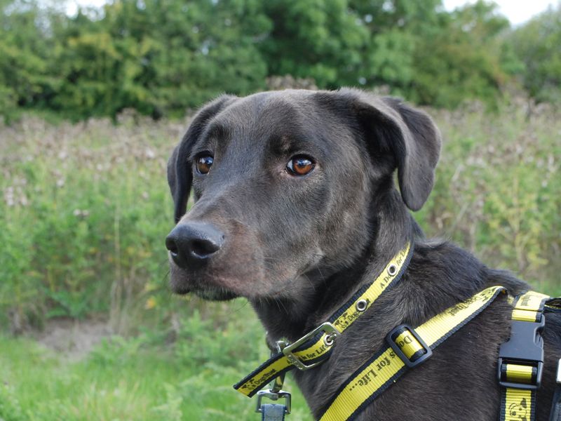DogsTrust's tweet photo. Alfie is looking for patient owners who will help guide his worries away. Once he gets to know you, his amazing character begins to shine through. This shy pooch is really very affectionate and playful, he just needs some time!💛✨
@DT_Newbury📍 https://t.co/hjZd6fYVeF https://t.co/mObsz4rycl