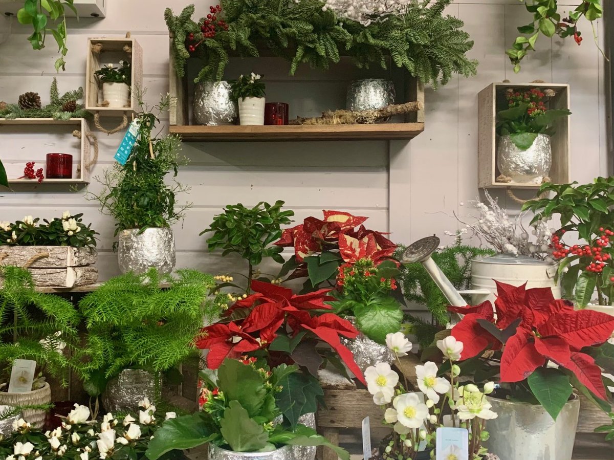 #Pointsettia the Winter houseplant, featured in our festive display with both traditional red &amp; new variegated red &amp; cream colour varieties of these beautiful English-grown #Christmasplants. Limited stock is available -  so get them before they go! #christmastime #xmashomes