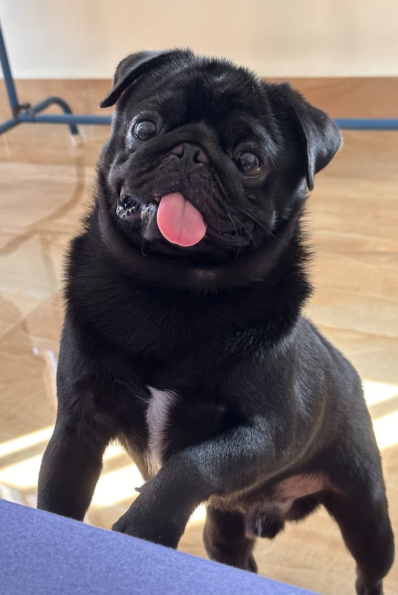 _Botching's tweet photo. @PugLovers0 🐶 https://t.co/USvJ9fgSbn
