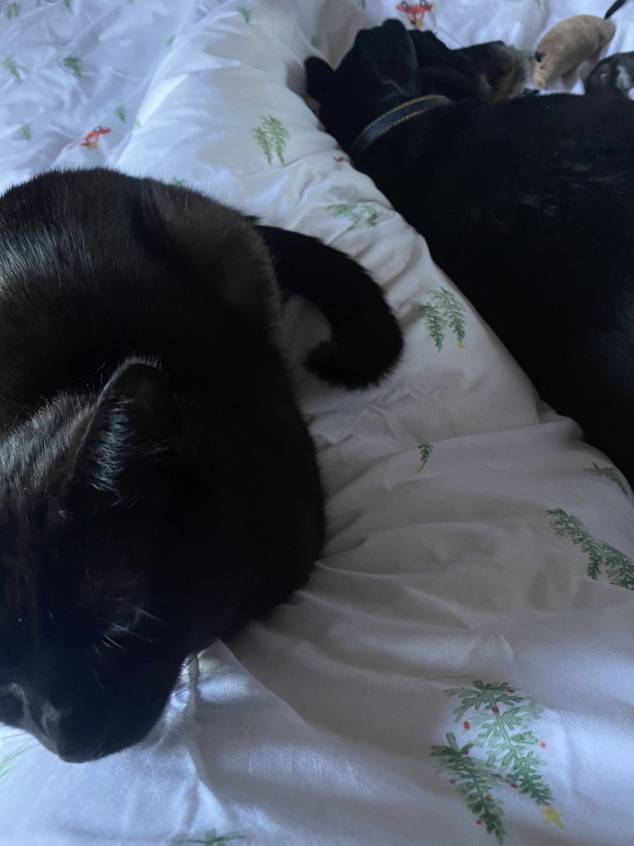 itsneverbecky's tweet photo. This may look cute but Albie just had a tantrum that Iโd stopped fussing him, got up & headbutted me
#CatLadyProblems https://t.co/7HVzHC2lsB