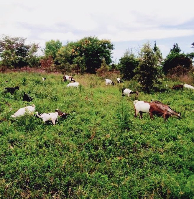 NinyeNBA's tweet photo. Did you know that goats can help to #EndChildMarriage especially in families that tend to look at girls as the source of wealth?Our #goatproject at @RaisingTeensUg1 has saved young girls from becoming victims of #ChildMarriage
We appreciate #GirlsFirstFund for the support: https://t.co/MdH5kcEL1f