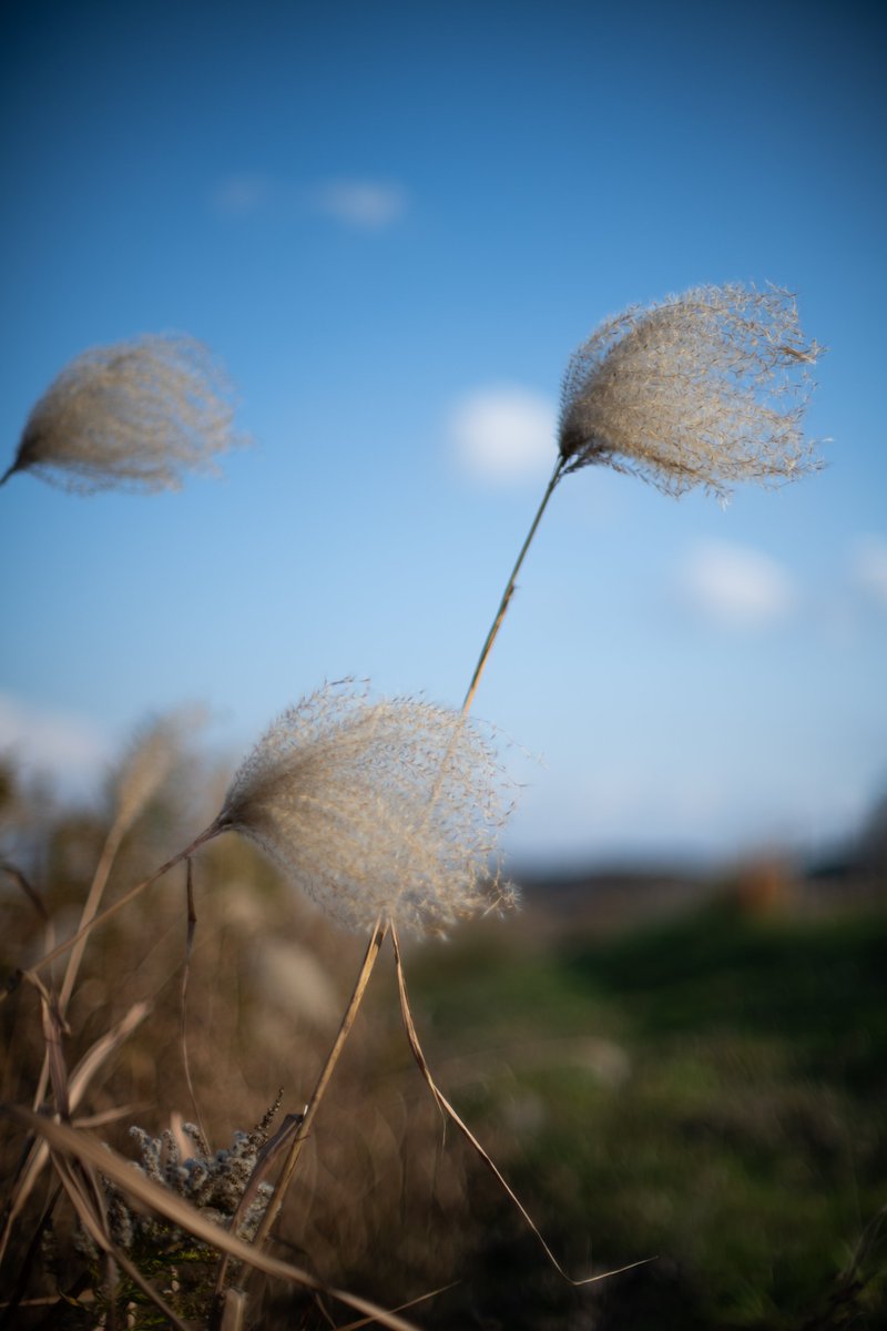 jojotaikoyaro's tweet photo. ライブビューを多用したりして、足元マクロ。
全て絞り開放です。
Nikon D850
Ai NIKKOR 50mmF1.2S

#snapshot #macrophotography #nikond850 #nikkor50mmf12s #Akiruno #Tokyo #Japan https://t.co/sTmjYJ7NbV