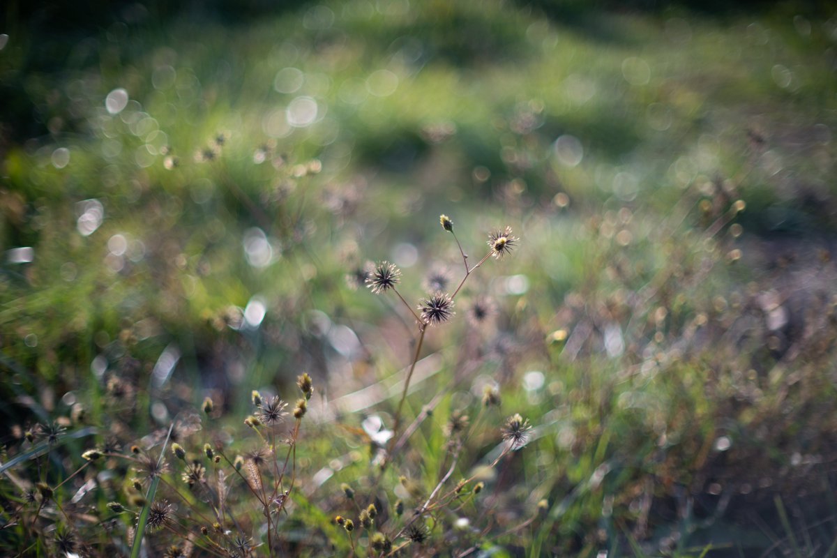 jojotaikoyaro's tweet photo. ライブビューを多用したりして、足元マクロ。
全て絞り開放です。
Nikon D850
Ai NIKKOR 50mmF1.2S

#snapshot #macrophotography #nikond850 #nikkor50mmf12s #Akiruno #Tokyo #Japan https://t.co/sTmjYJ7NbV
