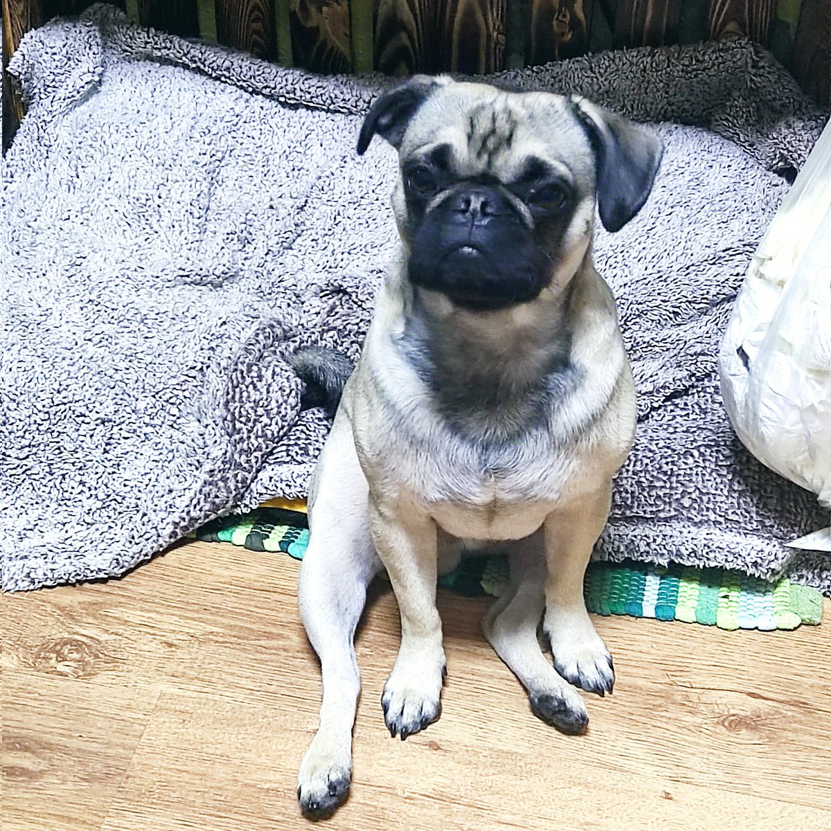 Heute wichtige Tag, der gute Bee wird 3 🎉🎊🎂