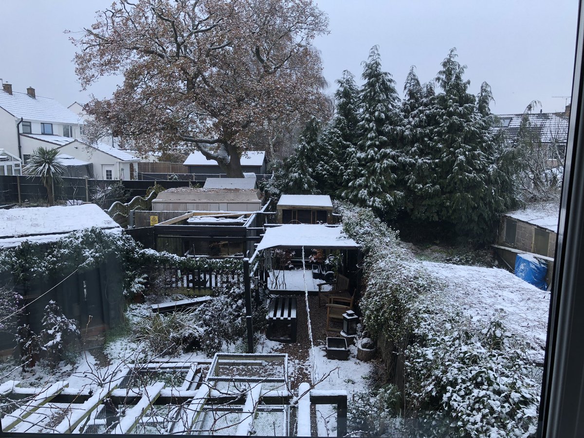_gardenadvice's tweet photo. Frozen figs 🥶Plump blackbird watching Eurasian blackcaps feasting on Callicarpa berries🐝🐝🐝🐝🔜 https://t.co/4wix4dTWoS