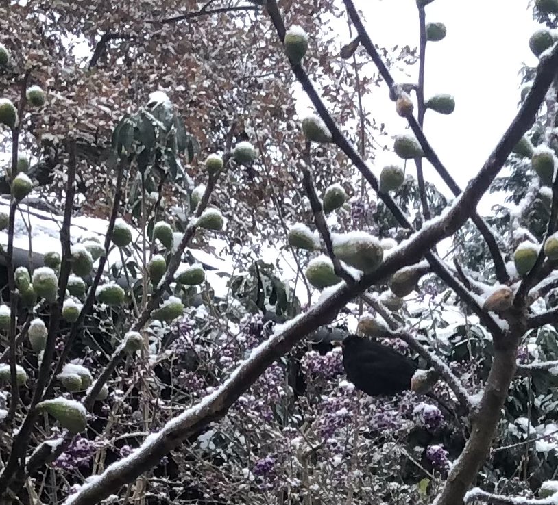 _gardenadvice's tweet photo. Frozen figs 🥶Plump blackbird watching Eurasian blackcaps feasting on Callicarpa berries🐝🐝🐝🐝🔜 https://t.co/4wix4dTWoS