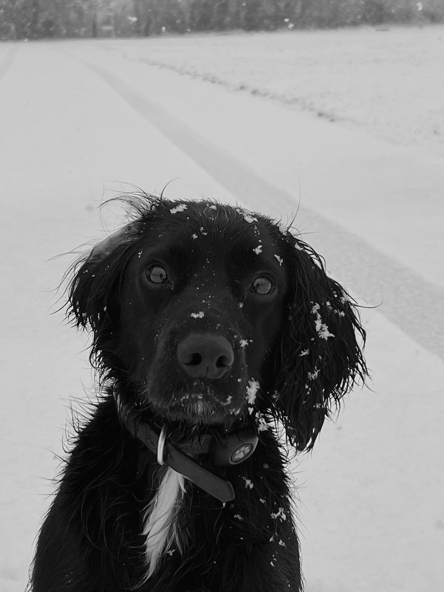 daraandmarshall's tweet photo. I get the impression snow to the team is much like marmite - you either love it or hate it 🫤 https://t.co/kRol6SABvp