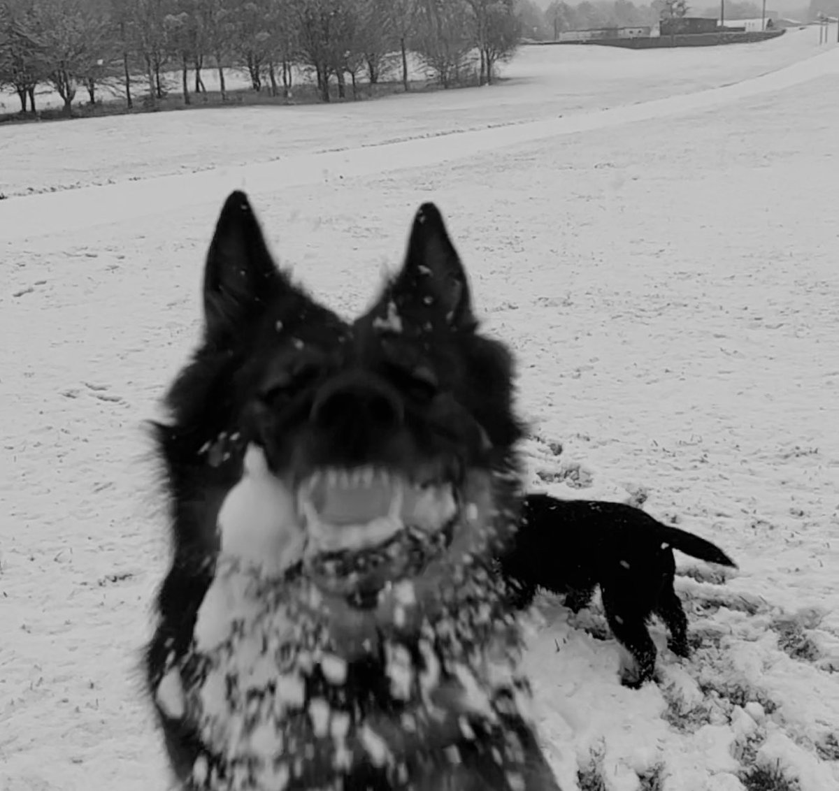 I get the impression snow to the team is much like marmite - you either love it or hate it 🫤