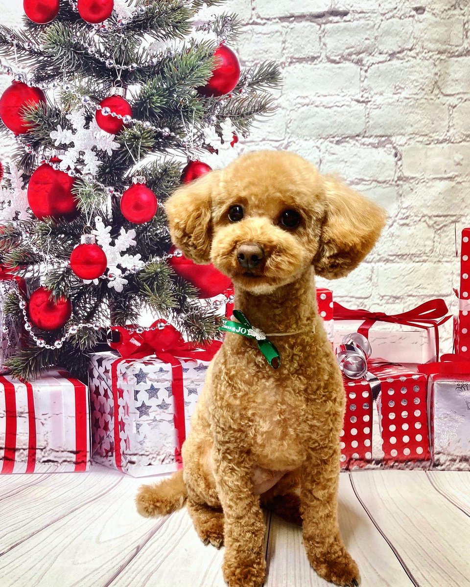 commune_os's tweet photo. サッパリしました😌

#トイプードル #ノア君 #ノアの日常 #dog #トリミング #少し早いクリスマス https://t.co/0y10BZGAJb