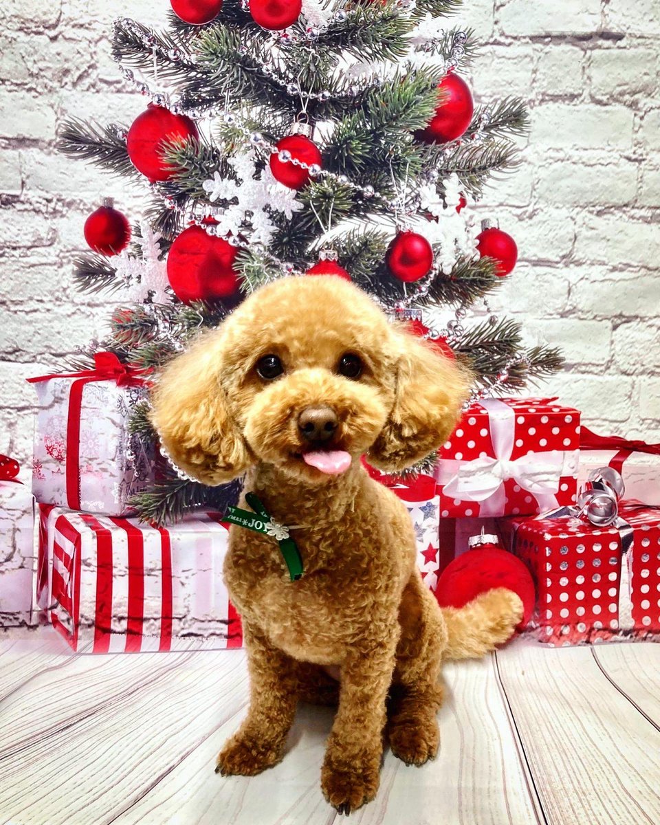 commune_os's tweet photo. サッパリしました😌

#トイプードル #ノア君 #ノアの日常 #dog #トリミング #少し早いクリスマス https://t.co/0y10BZGAJb