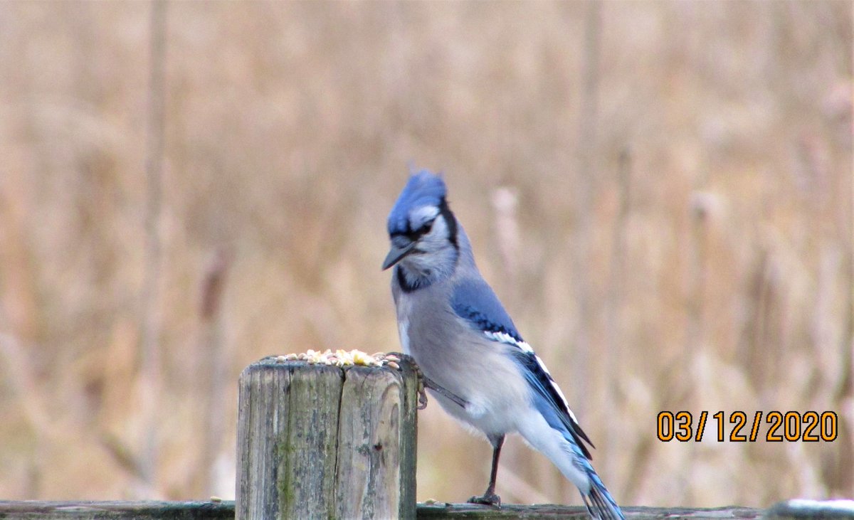 WaelFBibi's tweet photo. #BlueJays #nature #ottawa #canada #birds #BirdsOfTwitter #birdphotography #birdwatching https://t.co/Xaco7VRZxt