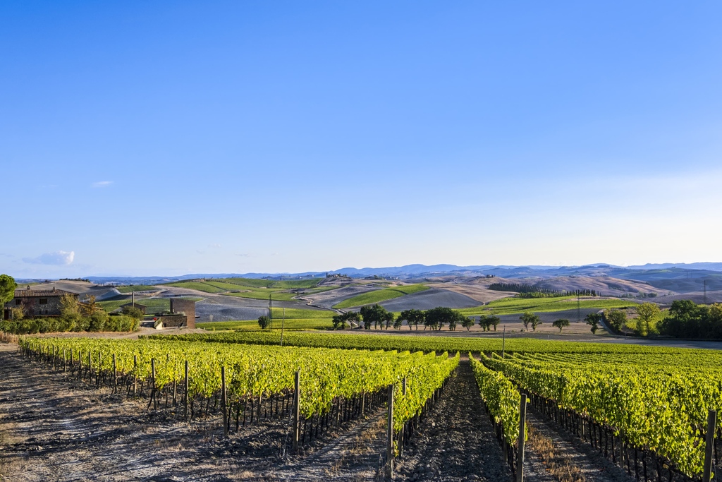 Speaking with some Montalcino’s top producers – Poggio di Sotto, Casanova di Neri, Cerbaiona, Canalicchio di Sopra and more – we offer a comprehensive view of the 2018 vintage and identify the best wines

#brunello2018

frw.co.uk/editorial/wine…