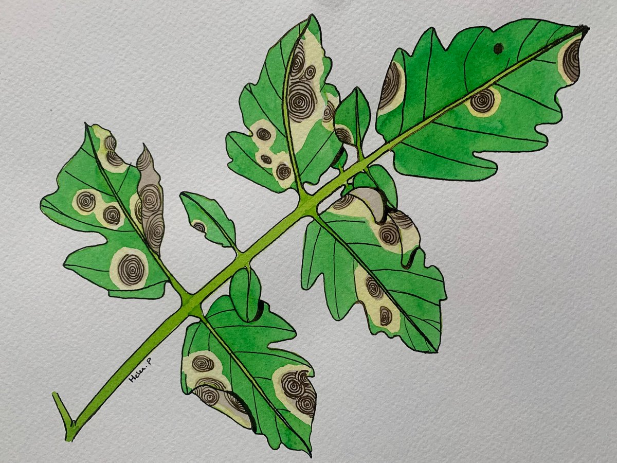 Ink painting/drawing of tomato early blight, caused by the fungal pathogen Alternaria solani