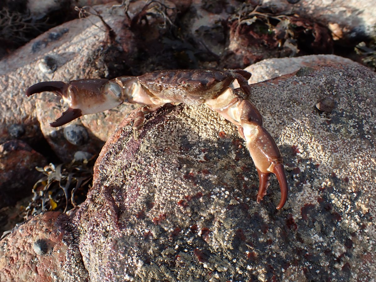 Marine Biology section survey work @Soc_Jersiaise at Portelet 'No Take Zone' @stbrelade from yesterday, back again this afternoon, some obs will be loaded up on @inaturalist for all to see.