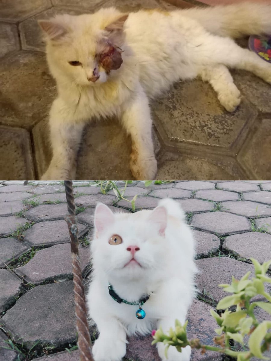 kochengfs's tweet photo. 🐈 ⚠️ Chlamydia ⚠️
Halo kakak-kakak, ini foto before after Cingput setelah dua bulan lalu Cingput dibawa ke vet untuk operasi Chlamydia🥰 sekarang Cingput udah punya temen main dan dirawat dengan penuh kasih sayang sama mas babu😽 https://t.co/QCtbxs5khO