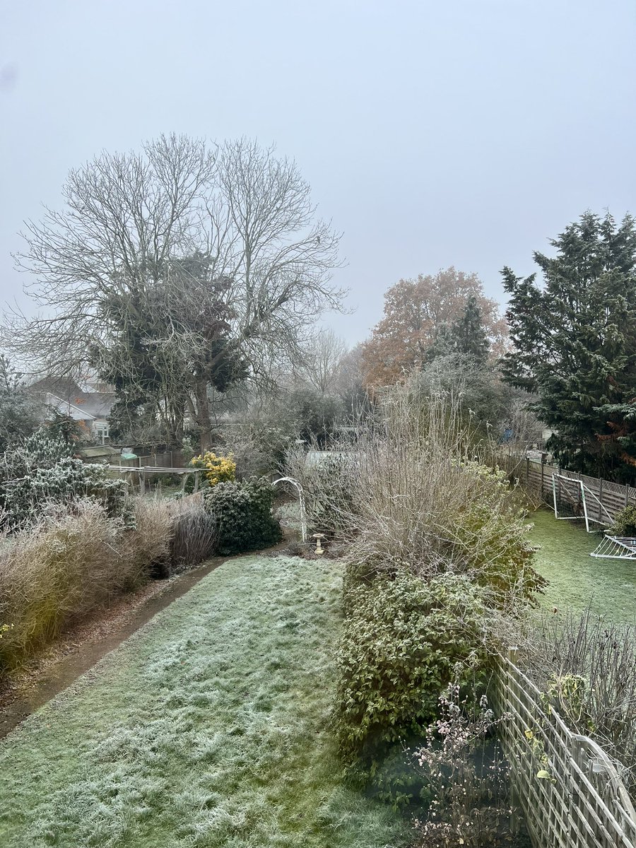 JaneValkova's tweet photo. Parrots and frost type of morning. Winter in London #WinterIsComing https://t.co/Oly26kzqra