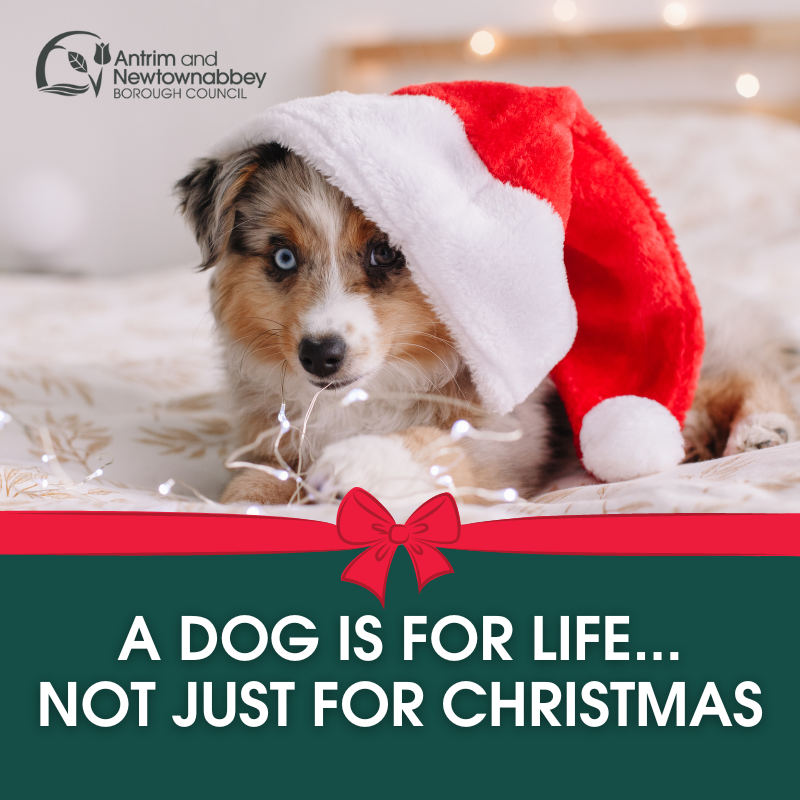 Paws for thought this Christmas🐾

Before bringing a pup into our homes we need to think about whether we can give them a home for life🐶

If you do decide that a new pup is right for you, always adopt, don’t shop!💗

For info on the Dog Safety Code visit cfsg.org.uk/dog-safety/
