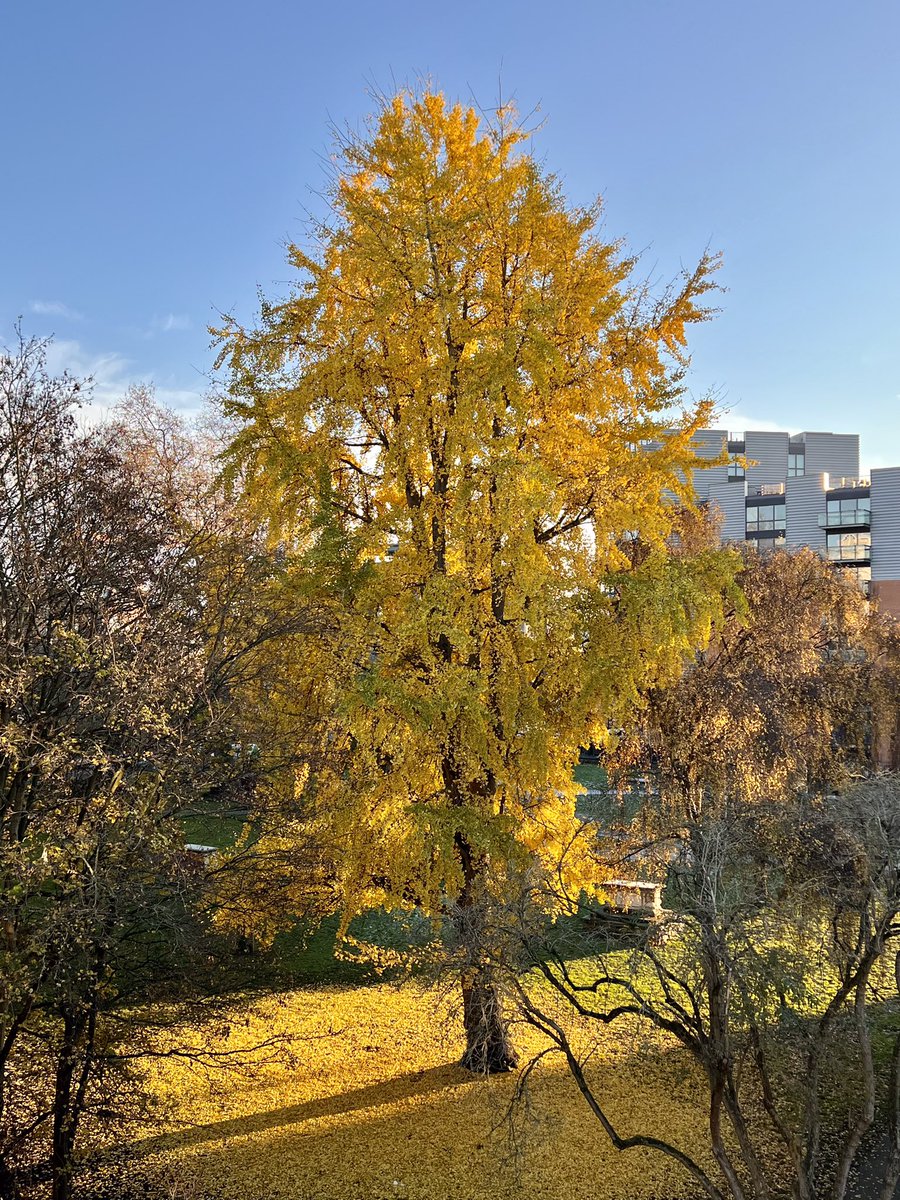 Paul Wood 🌳 on Twitter "RT jwmowen The fruit bearing Ginkgo tree in