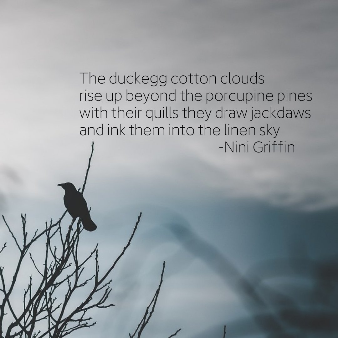 The duckegg cotton clouds rise up beyond the porcupine pines with their quills they draw jackdaws and ink them into the linen sky -Nini Griffin #writingcommunity #readingcommunity #writerslift #poetry #Ireland