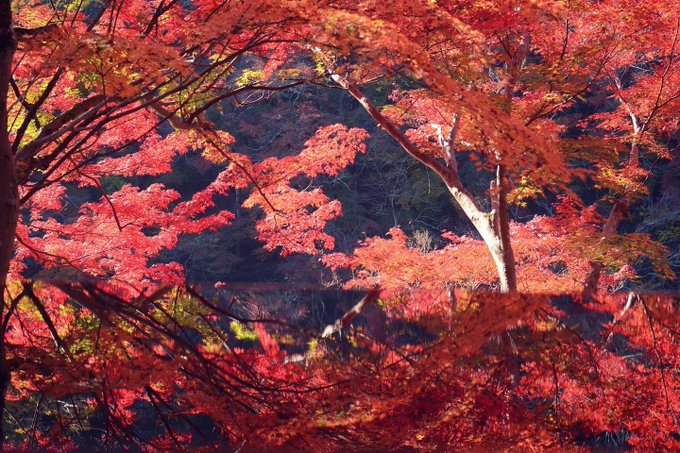「秋 自然」のTwitter画像/イラスト(新着)｜5ページ目