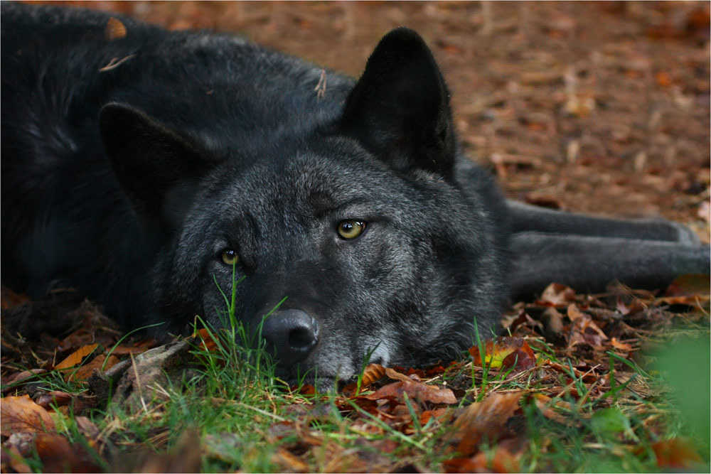 HourlyWolves presents: