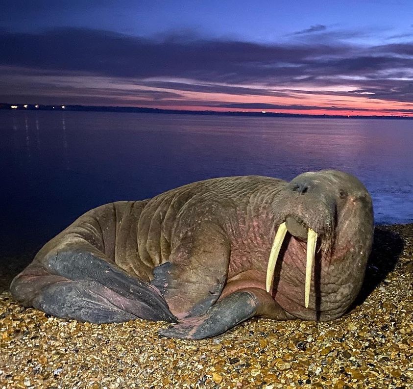 Seasaver's tweet photo. Walrus in Calshot, Hampshire this morning https://t.co/3deDRVLPu7 📷 Darren Mckell https://t.co/3gJwJG4tpw