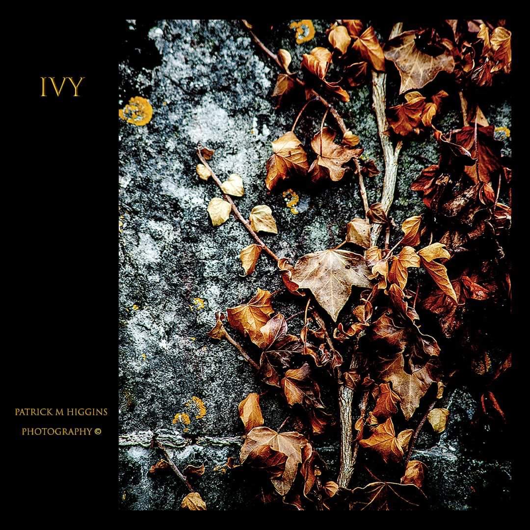 PatrickMHiggins's tweet photo. Ivy. @patrickmhiggins. #ivy #stone #naturalstone #fade #naturalstones #stoneveneer #sharpfade #stonemasonry #greenwall #garden #gardenhouse #darkaesthetic #autumnalcolors #fallcolors #fallshades #autumnalhues #autumnaltones #plantphotography https://t.co/pwaKLodU1K